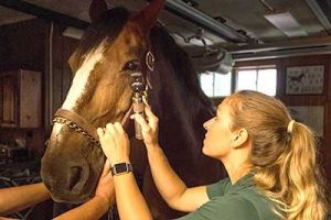 Pre Purchase Exams Virginia Equine Imaging In The Plains Virginia