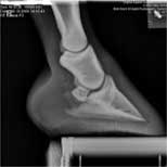 horse ankle photo