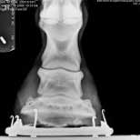 horse heel xray image