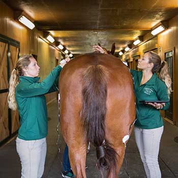 horse with two vets