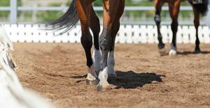 Image for Horses for Arthritis Article