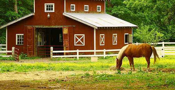 Image for Barns to Pastureland article