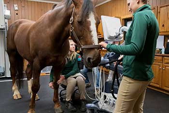 horse sound wave exam