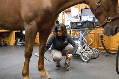 Equine Therapy