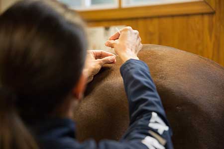 Acupuncture for horses