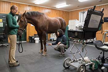 Equine Therapy